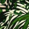Geisha 52448-60 Groen