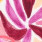 Geisha 62036-60 Roze