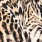 Efixelle 313601 Bruin