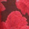 Geisha 64534-29 Rood